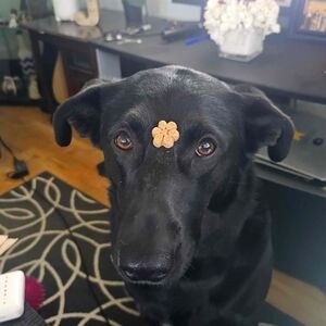 Meet your Posher, Jinky